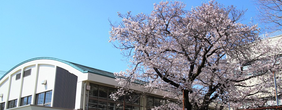 桜と体育館